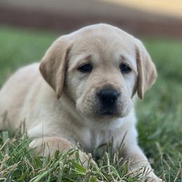 Labrador Retriever Puppies from Buena Vista Labradors