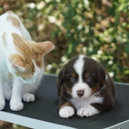 Sunny - Red tri-color male Miniature American Shepherd puppy in Kamuela On The Big Island, Hawaii from Royal Hawaiian Aussies LLC