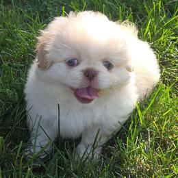 Duke - Biscuit male Pekingese puppy in Winchester, Virginia from Posh Pekingese