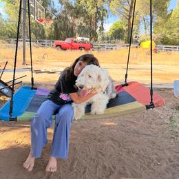 Zulie - Old English Sheepdog