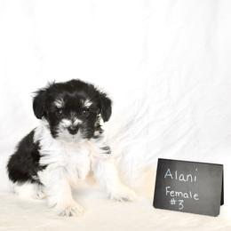 Girl 3 Alani - Parti female Miniature Schnauzer puppy in Caldwell, Idaho from Nichols Miniature Schnauzers