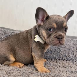 Benny - Tricolors male French Bulldog puppy in Cleveland, Ohio from Ohio’s Finest Frenchies