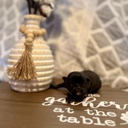 Petunia - Black female Pug puppy in Smiths Station, Alabama from Magnolia Pugs