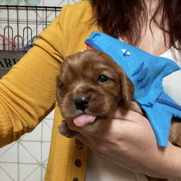 "Pumpkin the shark" Cavalier King Charles Spaniel Puppies from Colorful Cavaliers