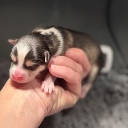 Boy 2 - Black and white male Pomsky puppy in Michigan from Blue Water Pomskies