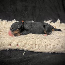 Kai - Tri-color male Bernedoodle puppy in Idaho from Bernese By Barzees