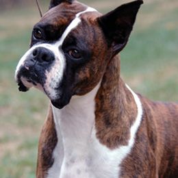 Boxers from Ripn T Boxers
