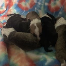 Miniature Bull Terrier Puppies from Spitfire Miniature Bull Terriers
