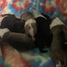 Miniature Bull Terrier Puppies from Spitfire Miniature Bull Terriers