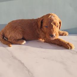 Rover - Apricot male Goldendoodle puppy in Apache Junction, Arizona from Loving Doodle