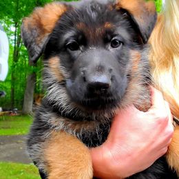 German Shepherd Puppies from Schusterheim Shepherds