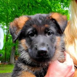 German Shepherd Puppies from Schusterheim Shepherds