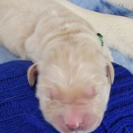 Golden Retriever Puppies from Mountain View Goldens