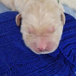 Golden Retriever Puppies from Mountain View Goldens
