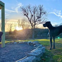 Great Dane Puppies from Sand Mountain Danes LLC