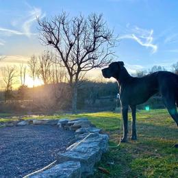 Great Dane Puppies from Sand Mountain Danes LLC