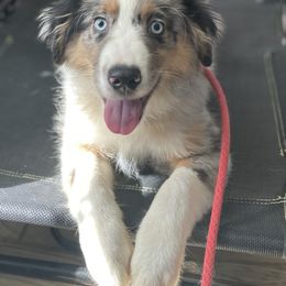 Miniature Australian Shepherd All Grown Up from Kountryside Mini Aussies