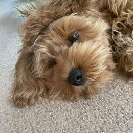 Cockapoo and Goldendoodle All Grown Up from Southern Belle Doodles