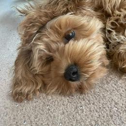 Cockapoo and Goldendoodle All Grown Up from Southern Belle Doodles
