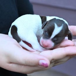 Piebald - Chocolate and tan male Dachshund puppy in Merkel, Texas from Ragan's Little Dachshunds