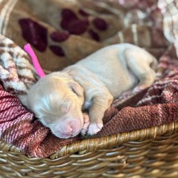Harmony - Apricot female Goldendoodle puppy in Wharton, Texas from Little Fur Friends