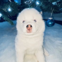 Pomsky Puppies from Oceanway Pomskies