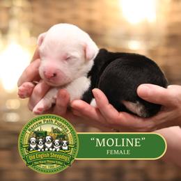 Girl 5 - female Old English Sheepdog puppy in Cleveland, Tennessee from Narrow Path Old English & Sheepadoodles