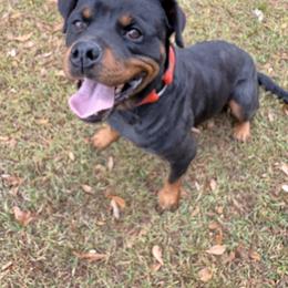 WINTER - Rottweiler