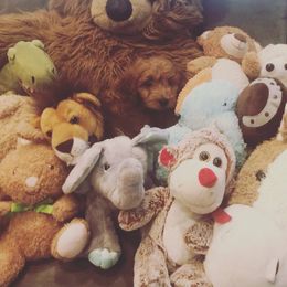 Goldendoodle Puppies from JD GoldenDoodles