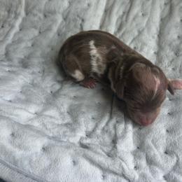 Dapple male - Dapple male Dachshund puppy in Woodward, Oklahoma from Wiener Dreams Dachshunds