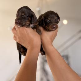 Dachshund Puppies from The house of Dachshund