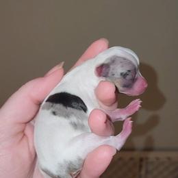 Enzo - Merle male Chihuahua puppy in Ashtabula, Ohio from Paw's & Awe's Chihuahuas