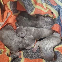 French Bulldog puppies from Willis Family Bostons & Frenchies