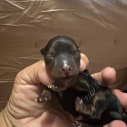 Dachshund and Yorkshire Terrier Puppies from Suzane Bojorquez