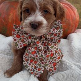 Biscuit - Red  male Goldendoodle puppy in Trenton, Tennessee from Pickard’s country Golden doodles