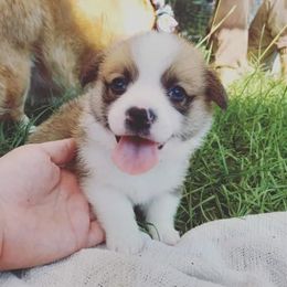 Pembroke Welsh Corgi Puppies from Milton Corgis