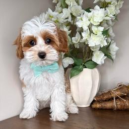 Freddie - Blenheim male Cavapoo puppy in South Jordan, Utah from Simply Sweet Paws. LLC