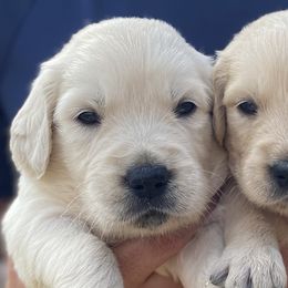 Basil - Golden Retriever puppy from Little House on the Farmie