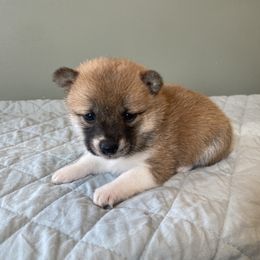 Hazel - Red female Shiba Inu puppy in Monett, Missouri from Happy Tails Shiba Inus