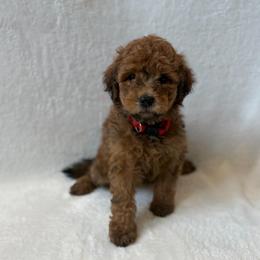 Girl 2 - Red  female Goldendoodle puppy in Valley Farms, Arizona from Gall’s Doodle Ranch