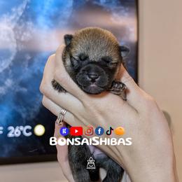 KIMCHI - Red female Shiba Inu puppy in Minnesota from BonsaiShibas