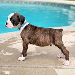 Paul Revere (Revere) - Brindle male Boxer puppy in Georgia from Stephanie’s Boxers