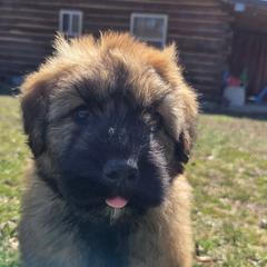 Redbud - Fawn female Bouvier des Flandres puppy in Drury, Missouri from Black Bears Critters