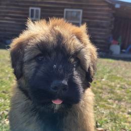 Redbud - Fawn female Bouvier des Flandres puppy in Drury, Missouri from Black Bears Critters