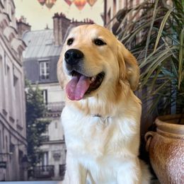 Dolly - Golden Retriever