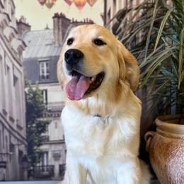 Dolly - Golden Retriever