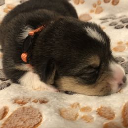 Female- orange - Pembroke Welsh Corgi puppy in Waynesboro, Virginia from River Ridge Corgis