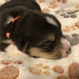 Female- orange - Pembroke Welsh Corgi puppy in Waynesboro, Virginia from River Ridge Corgis