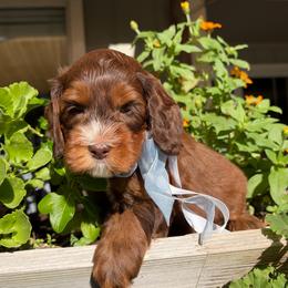 Hershey - Chocolate male Australian Labradoodle puppy in Citrus Heights, California from Elite Blend Labradoodles