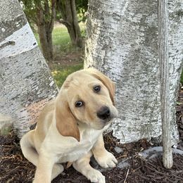 Labrador Retriever Puppies from Hunter’s Moon Retrievers